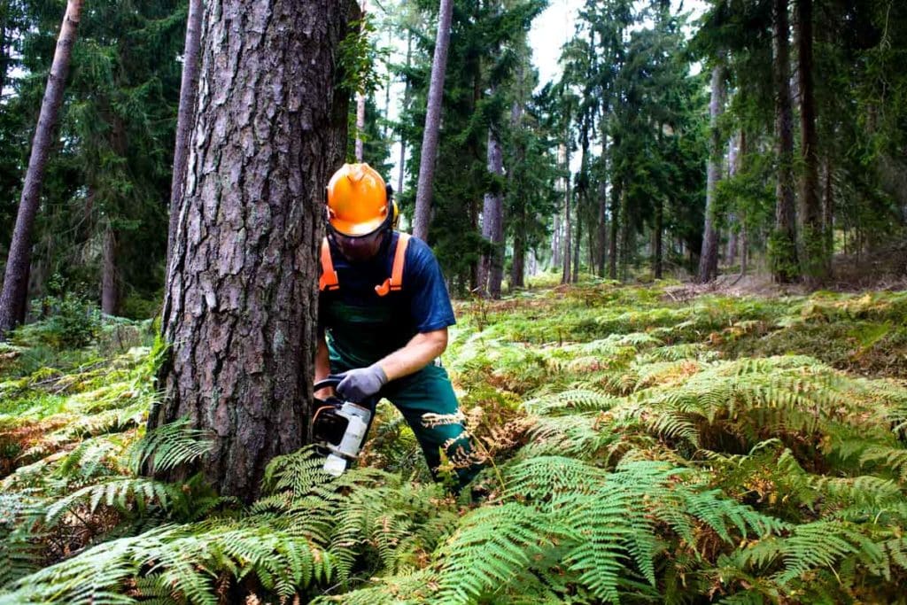 lumberjack